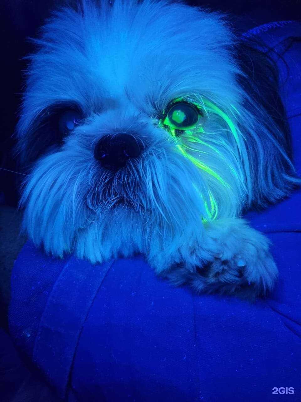 Отзывы на компанию Зоовита в Сочи c фото