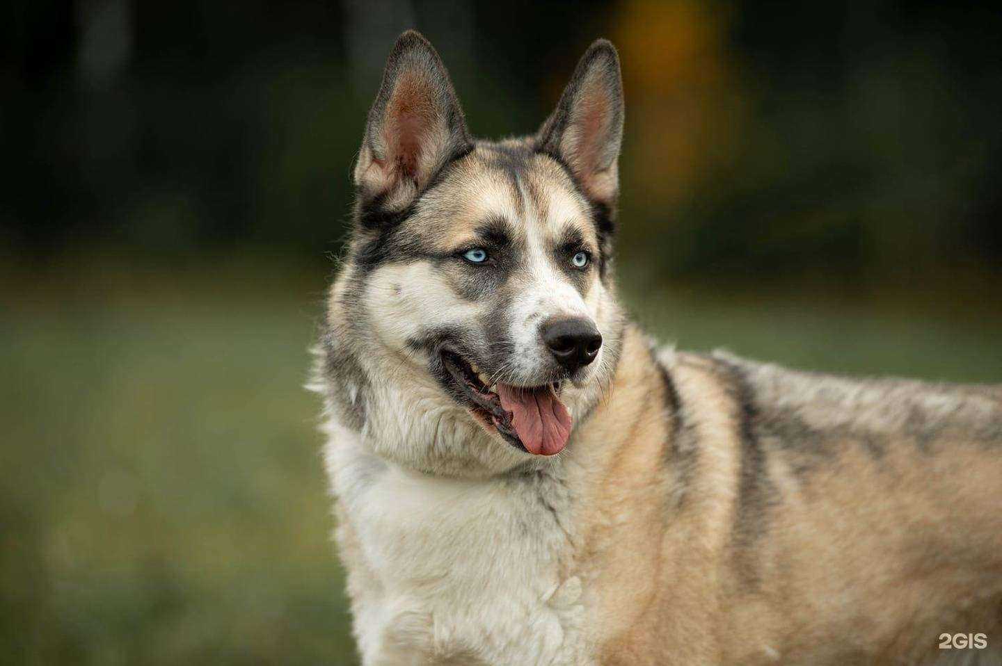 Отзывы на компанию Любимец в г. Балашиха c фото