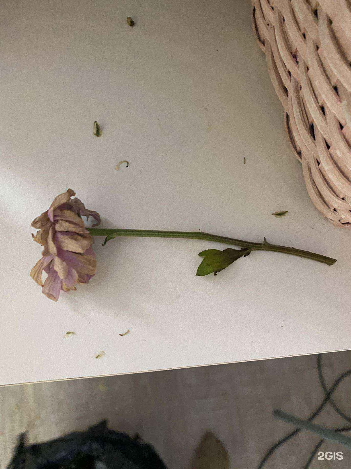 Отзывы на компанию Салон цветов в Красноярске c фото