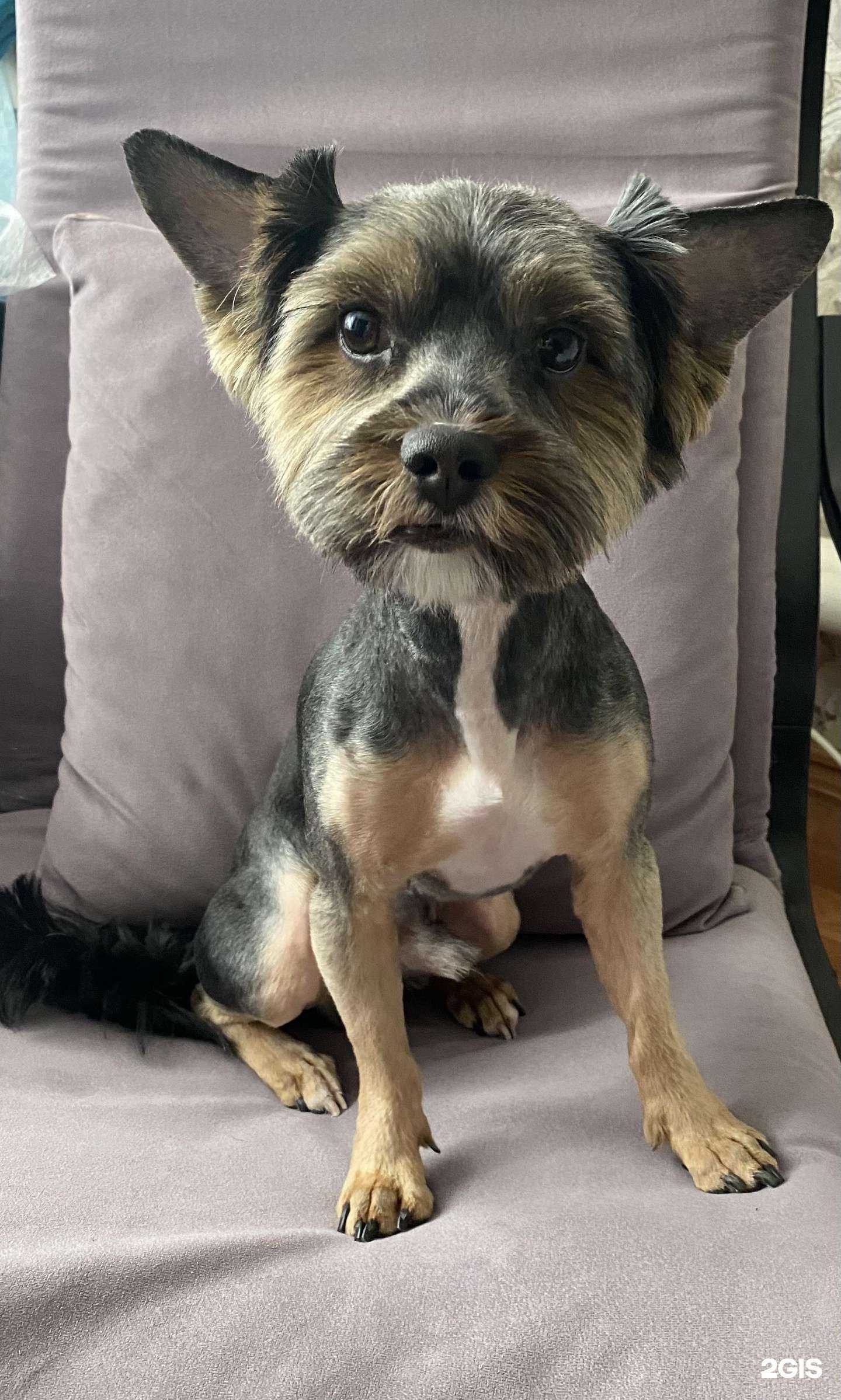 Отзывы на компанию Студия стрижки собак и кошек в Уфе c фото