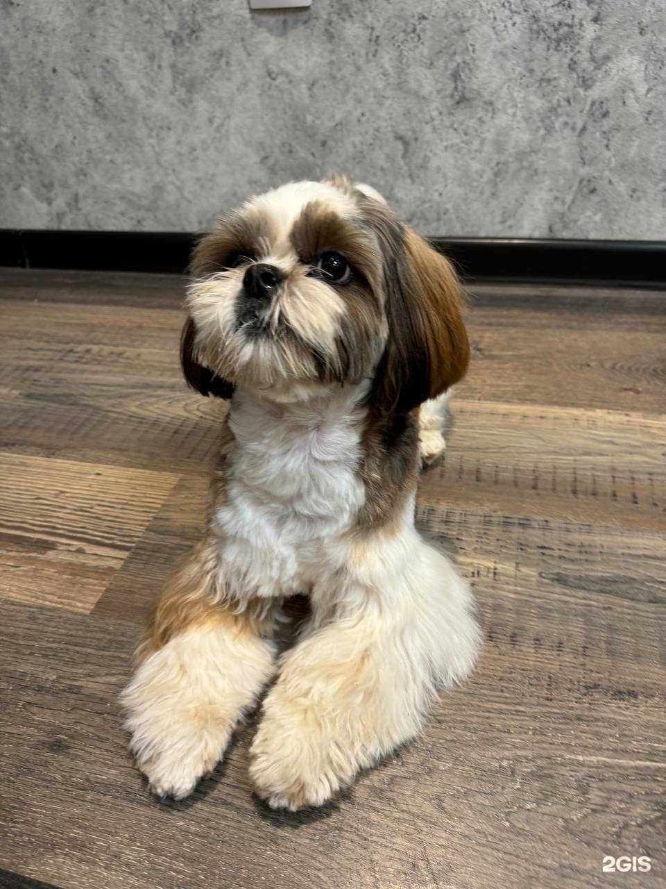 Отзывы на компанию Пушистый друг в г. Курск c фото