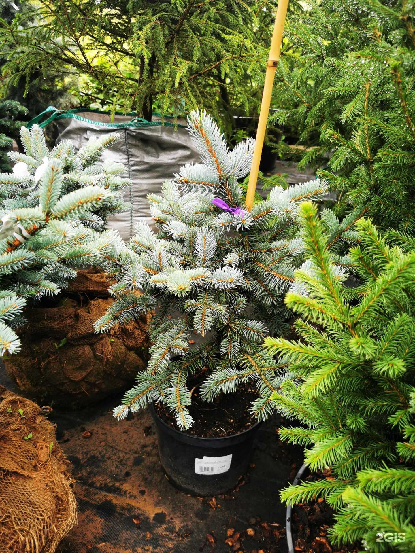 Отзывы на компанию Сибирский парк в г. Новосибирск c фото