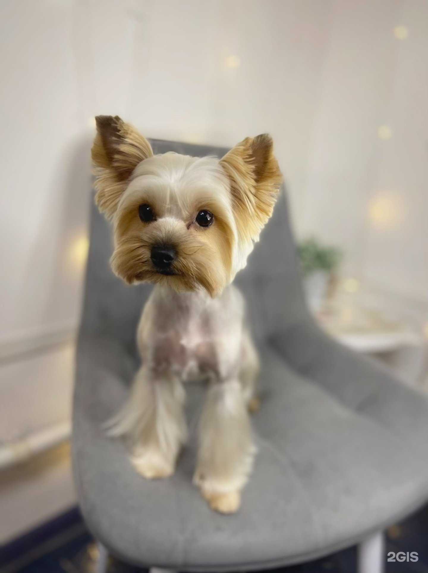 Отзывы на компанию Mango groom в Новороссийске c фото