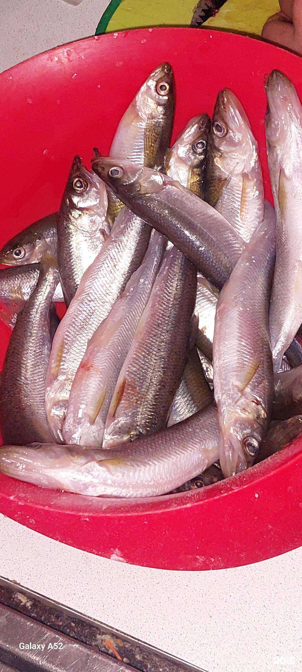 Отзывы на компанию Рыбка моей мечты в Находке c фото