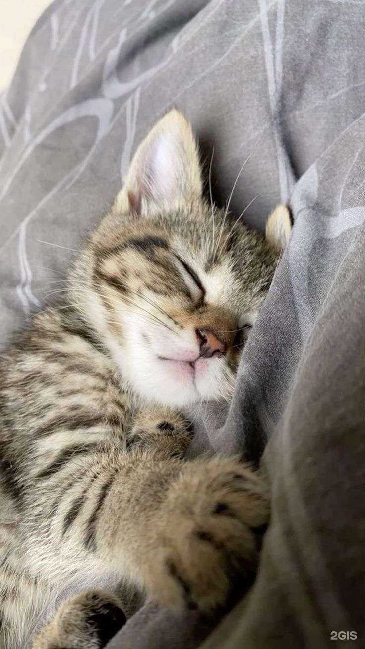 Отзывы на компанию PetStar`s в г. Пермь c фото