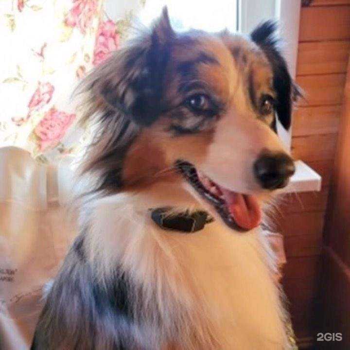 Отзывы на компанию Petsee в г. Екатеринбург c фото