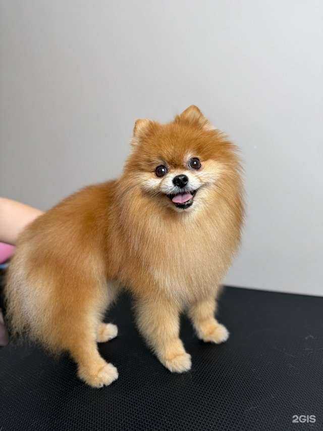 Отзывы на компанию Chicgroom в г. Ульяновск c фото