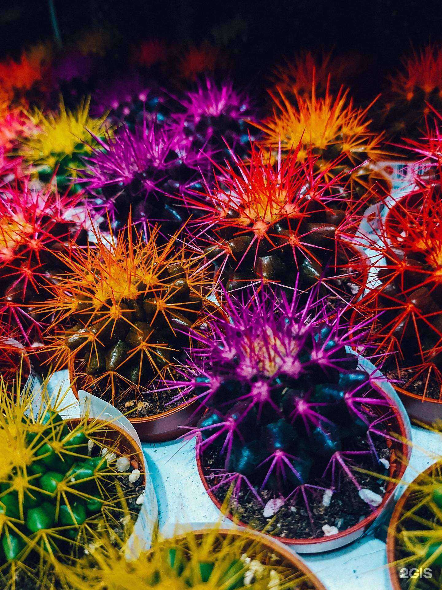 Отзывы на компанию Лемана Про в г. Красноярск c фото