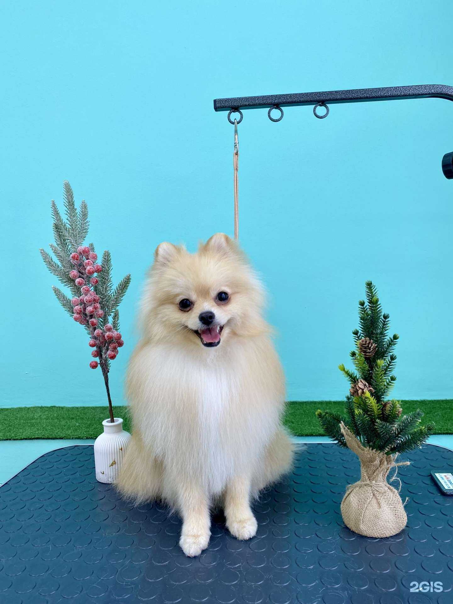 Отзывы на компанию Dogwards в Казани c фото