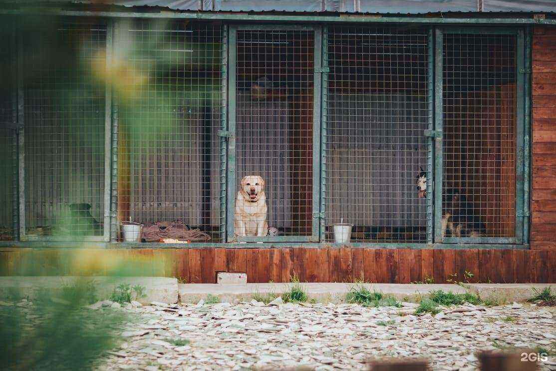 Отзывы на компанию Зоогостиница для собак с кинологическим уклоном в Артёме c фото