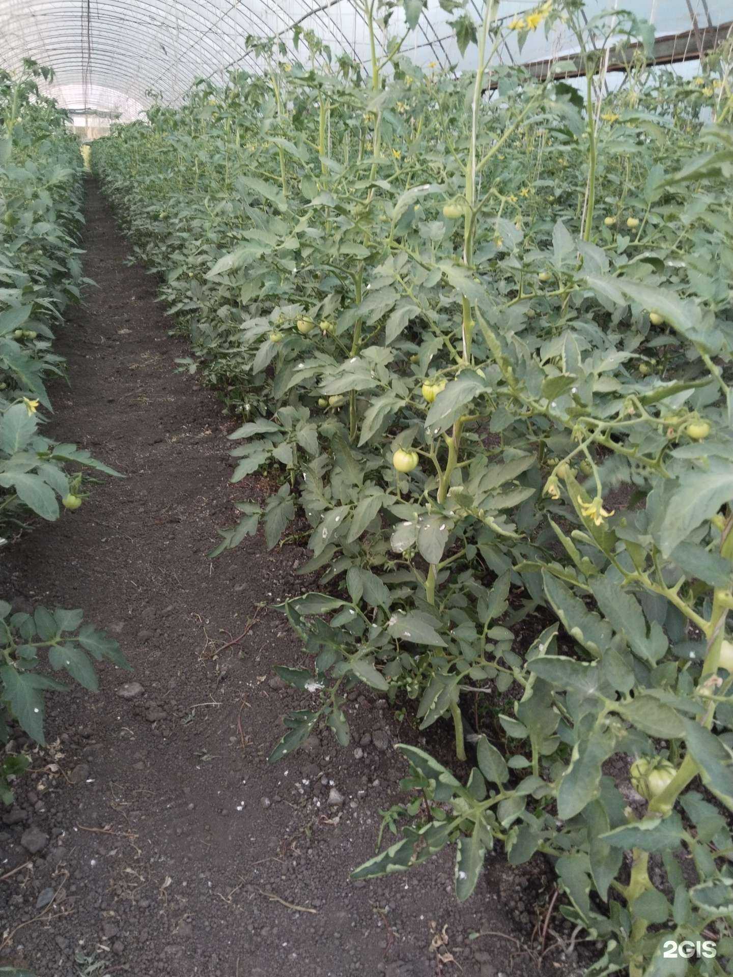 Отзывы на компанию Агропроф решения в Тихорецке c фото