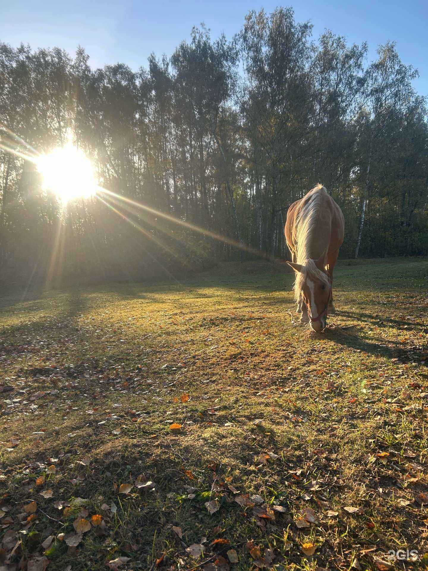 Отзывы на компанию Пегас в г. Химки c фото