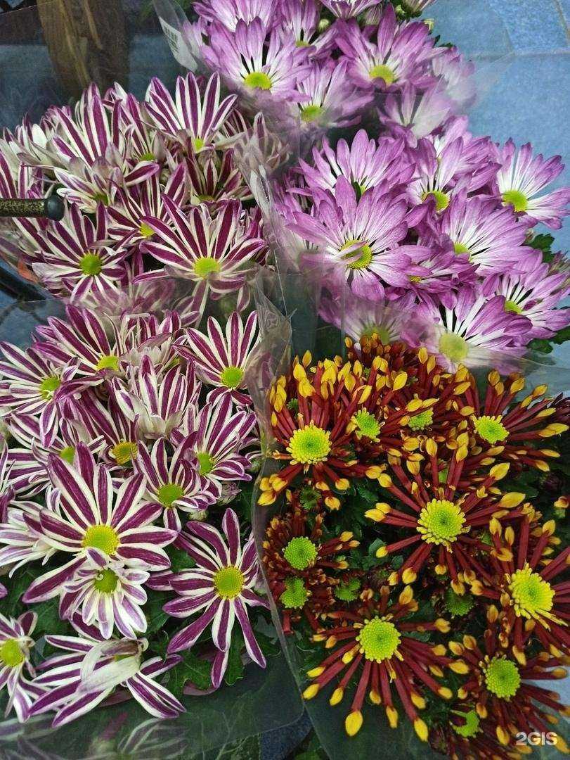 Отзывы на компанию Флора в г. Старая Русса c фото