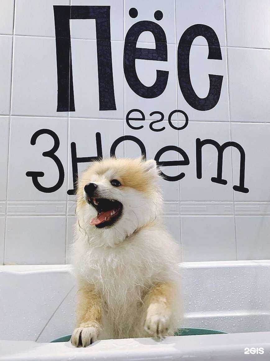 Отзывы на компанию Пёс его знает в г. Самара c фото