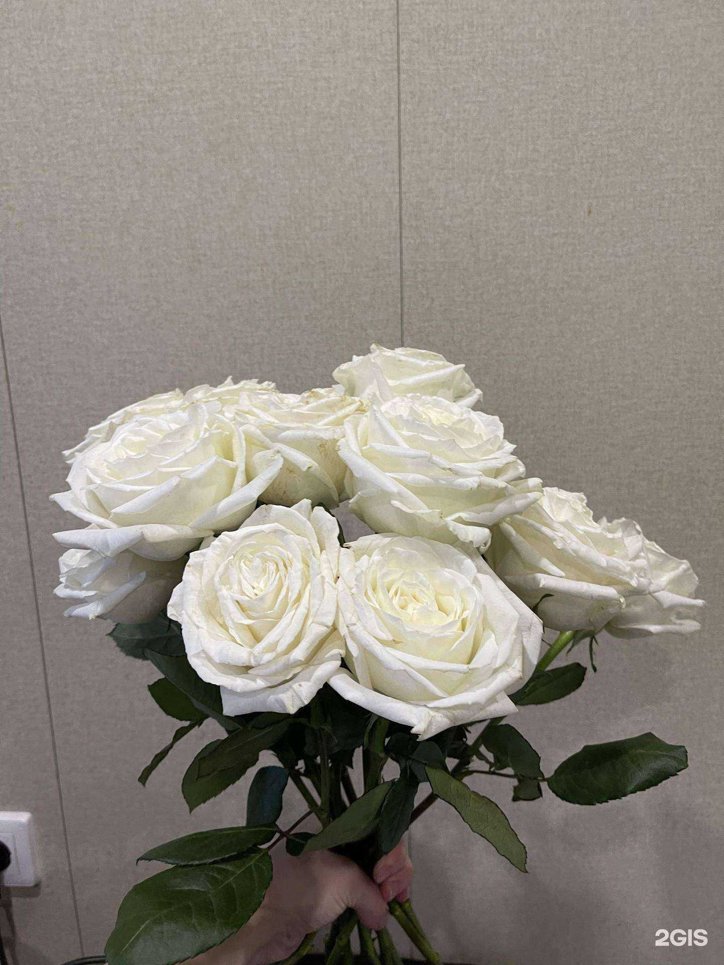 Отзывы на компанию Первый цветочный  в г. Архангельск c фото