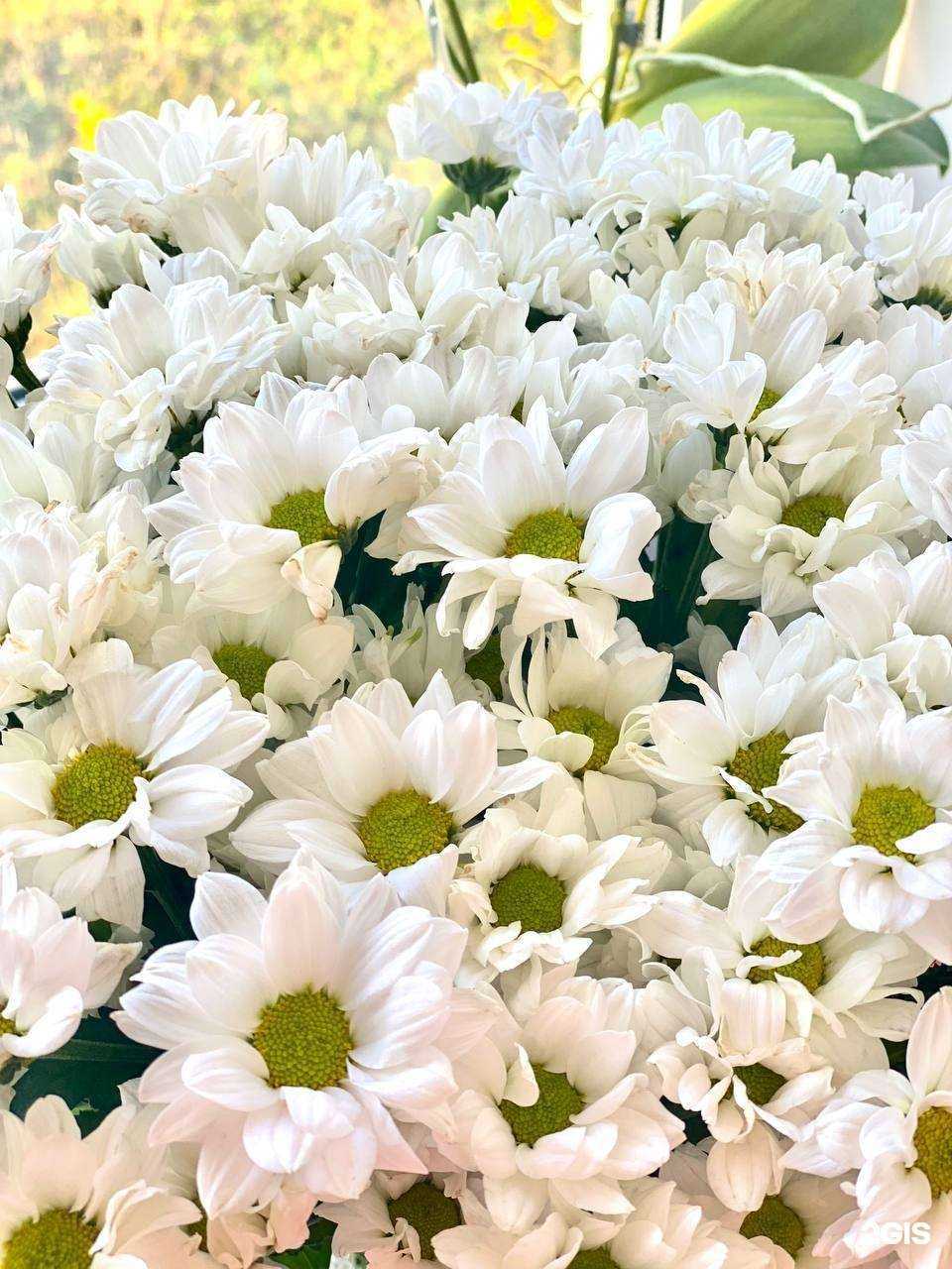 Отзывы на компанию Жасмин в г. Чебоксары c фото