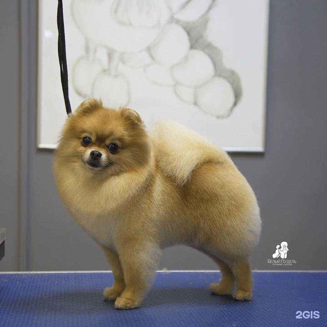 Отзывы на компанию Белый Пудель в Муроме c фото