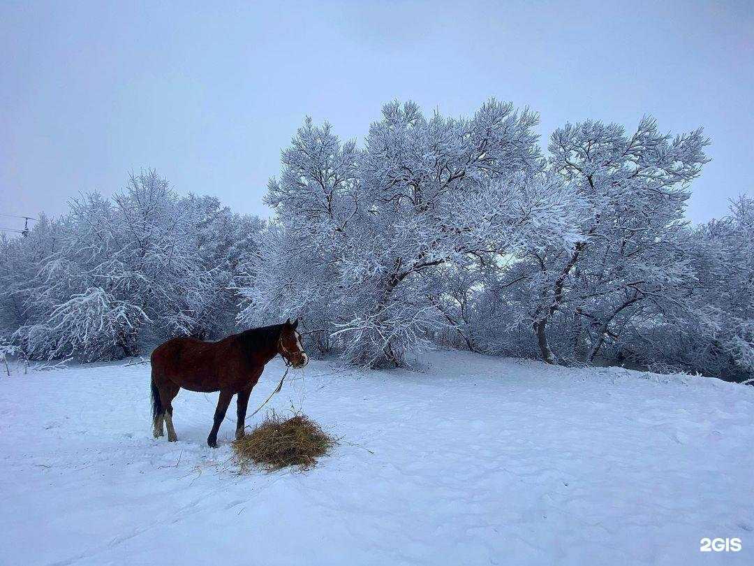 Отзывы на компанию Мустанг в Уссурийске c фото