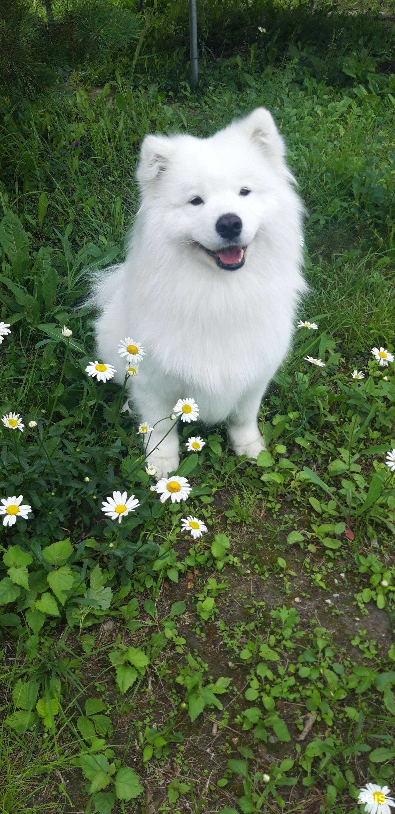 Отзывы на компанию Хаски+ в г. Иркутск c фото