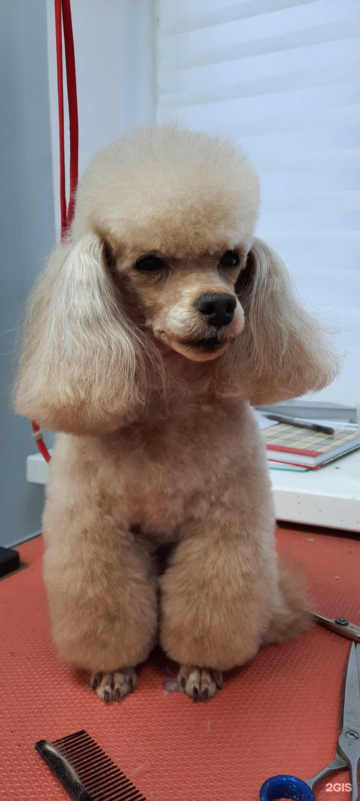 Отзывы на компанию Айболит в г. Ханты-Мансийск c фото