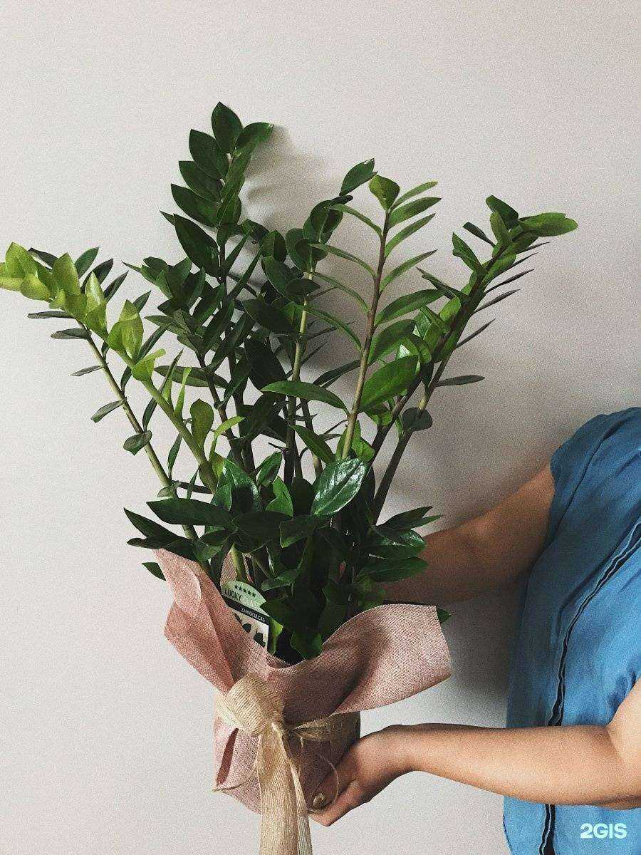 Отзывы на компанию Everglow в г. Якутск c фото