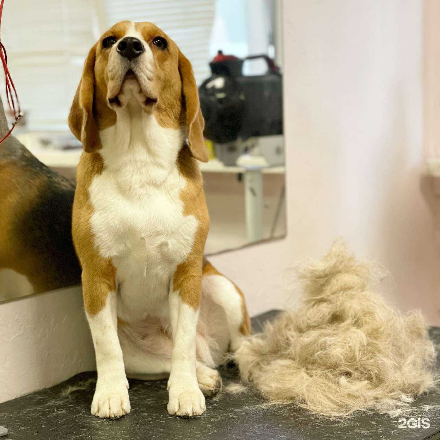 Отзывы на компанию Ваш дог в Владивостоке c фото