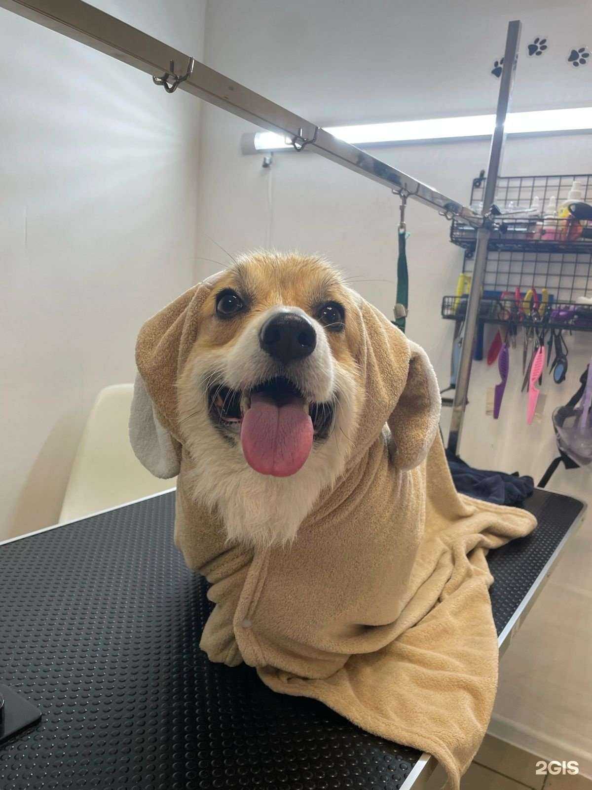 Отзывы на компанию Лапки-Царапки в Воронеже c фото