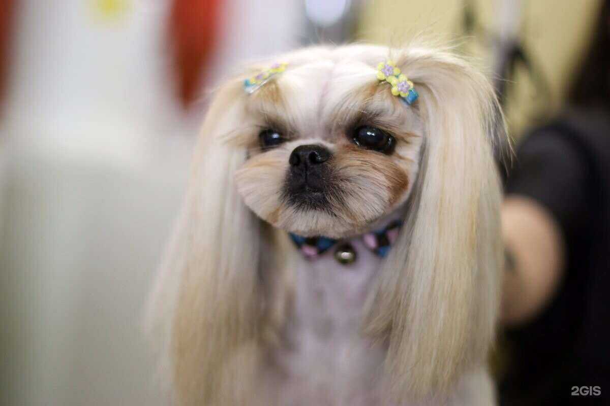 Отзывы на компанию Салон стрижки кошек и собак в Магнитогорске c фото