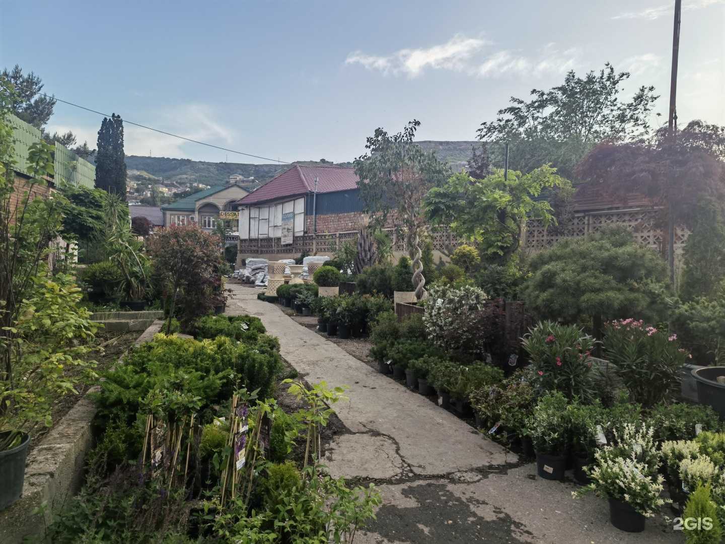 Отзывы на компанию Долина роз 05 в Махачкале c фото - фотография 2 из 2