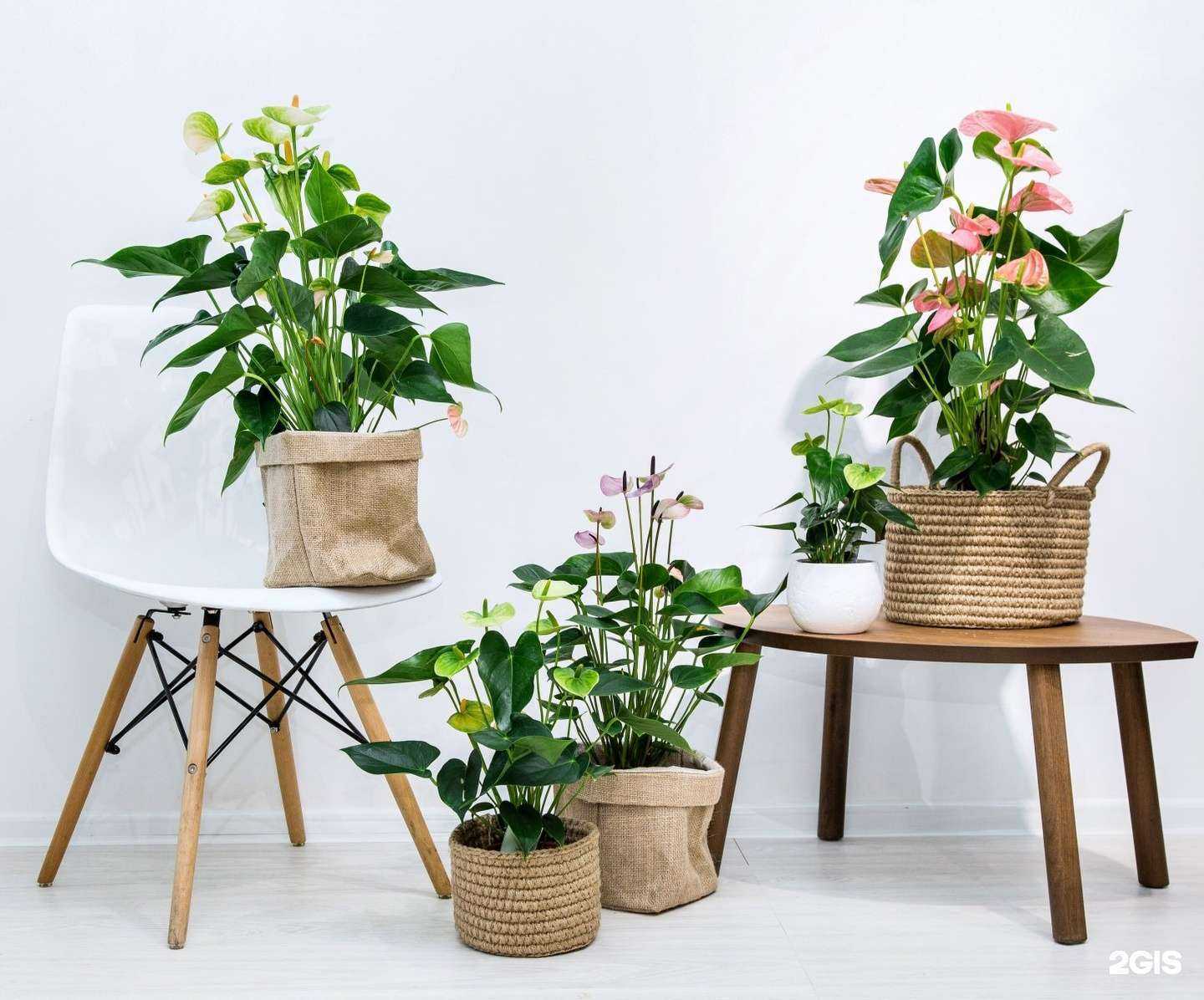 Отзывы на компанию Кофецветы в г. Иваново c фото