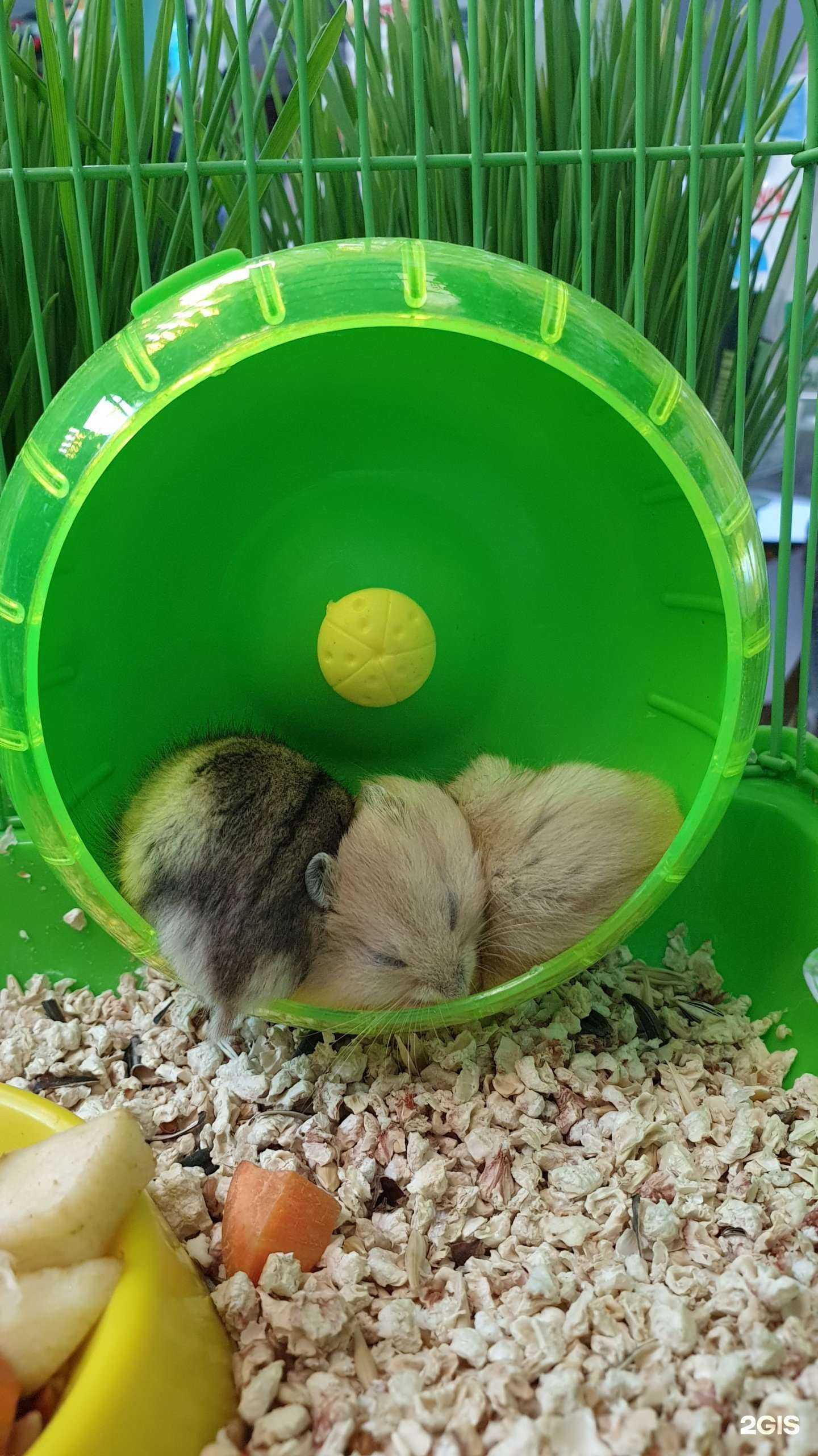 Отзывы на компанию Усатый-полосатый в Красноярске c фото