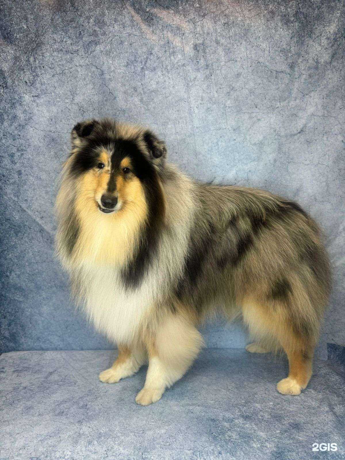 Отзывы на компанию Ëжкин пëс в Воскресенске c фото