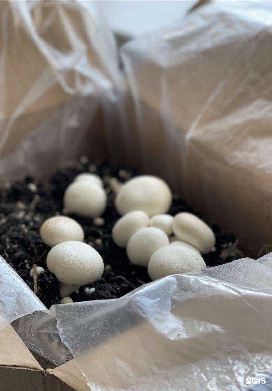 Отзывы на компанию Грибы пошли в Новосибирске c фото