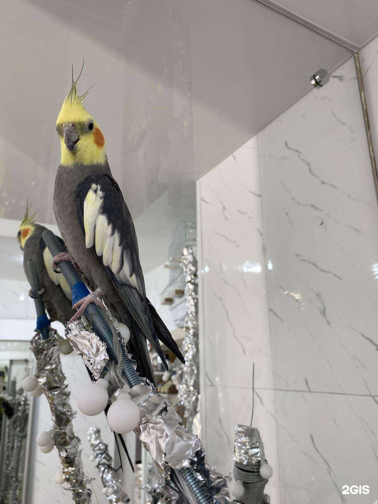 Отзывы на компанию Стразы в Ангарске c фото