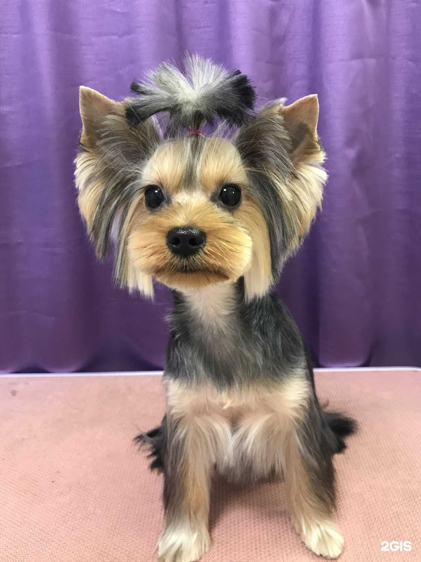 Отзывы на компанию @Стрижки.Тут в Самаре c фото