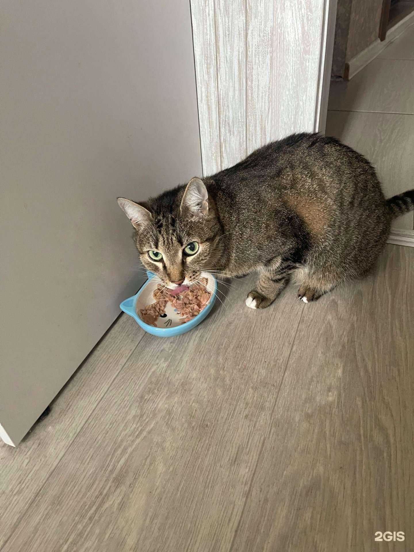 Отзывы на компанию Хвостик в г. Озёрск c фото