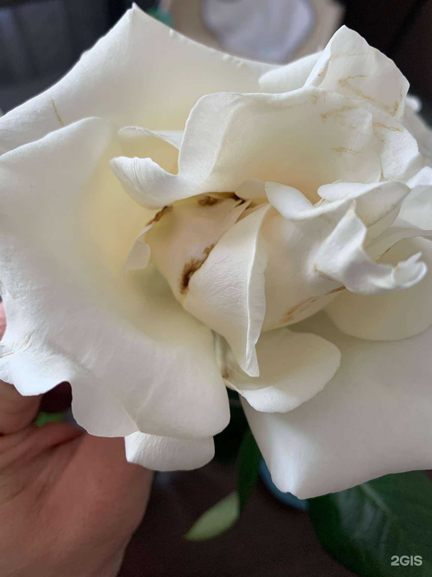 Отзывы на компанию Магазин цветов в Барнауле c фото