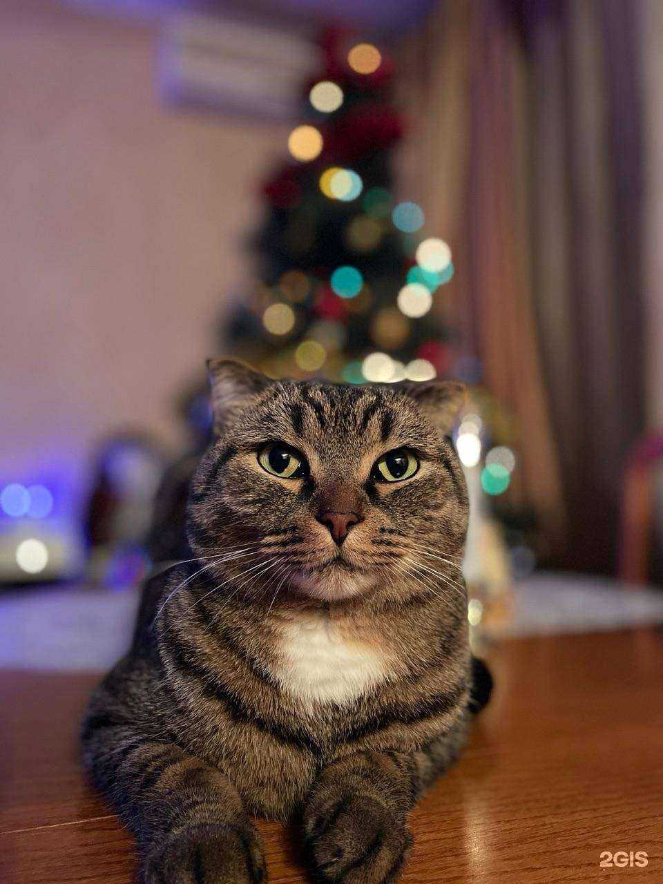 Отзывы на компанию Любимчик в г. Тольятти c фото