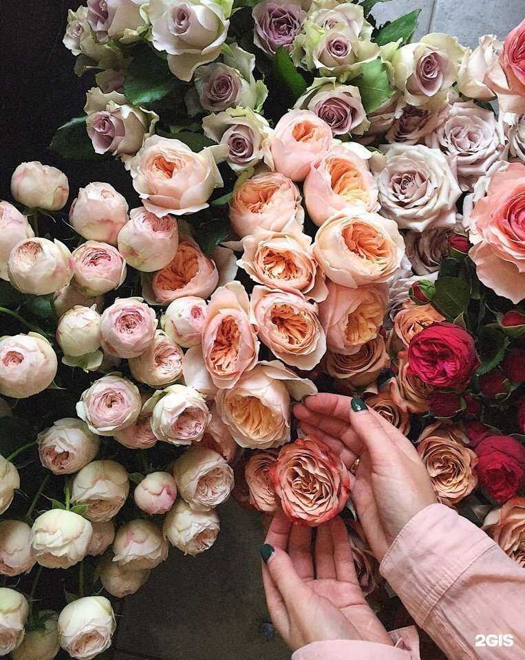 Отзывы на компанию Palissade в г. Псков c фото