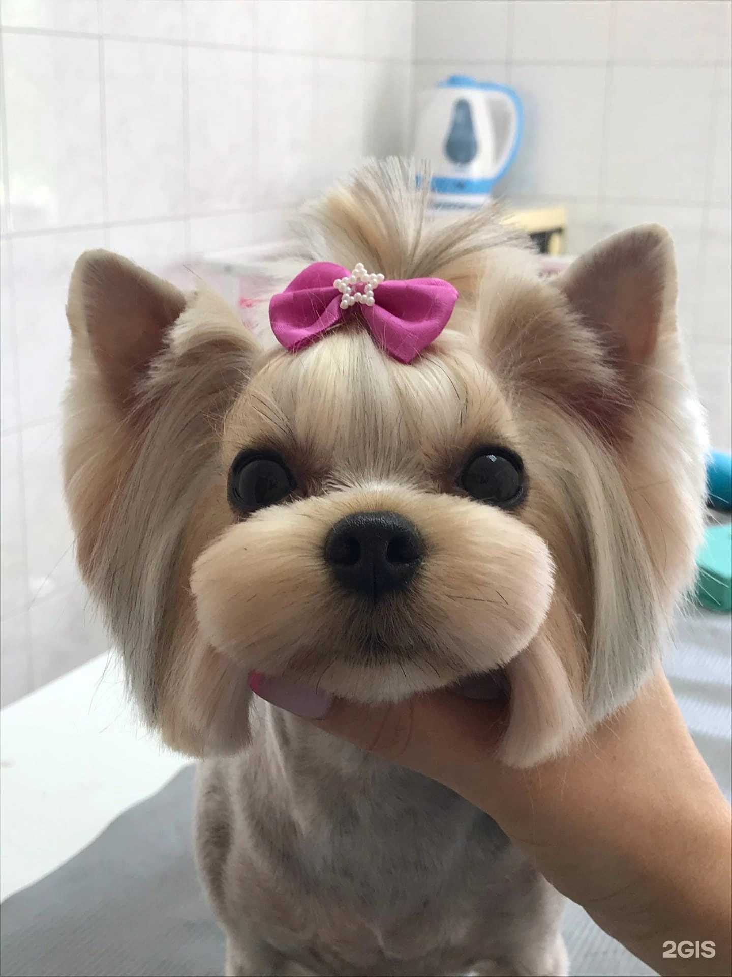 Отзывы на компанию Идеальный питомец в Сызрани c фото