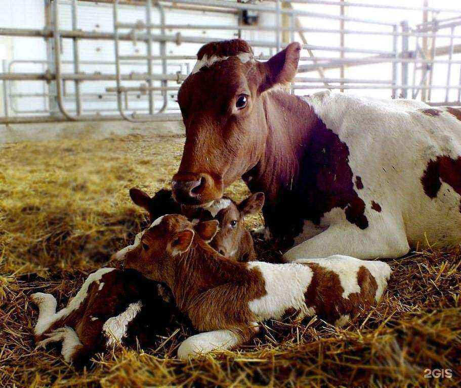 Отзывы на компанию ВЕТЕРИНАРНЫЕ ПРЕПАРАТЫ в Гуси-Хрустальном c фото