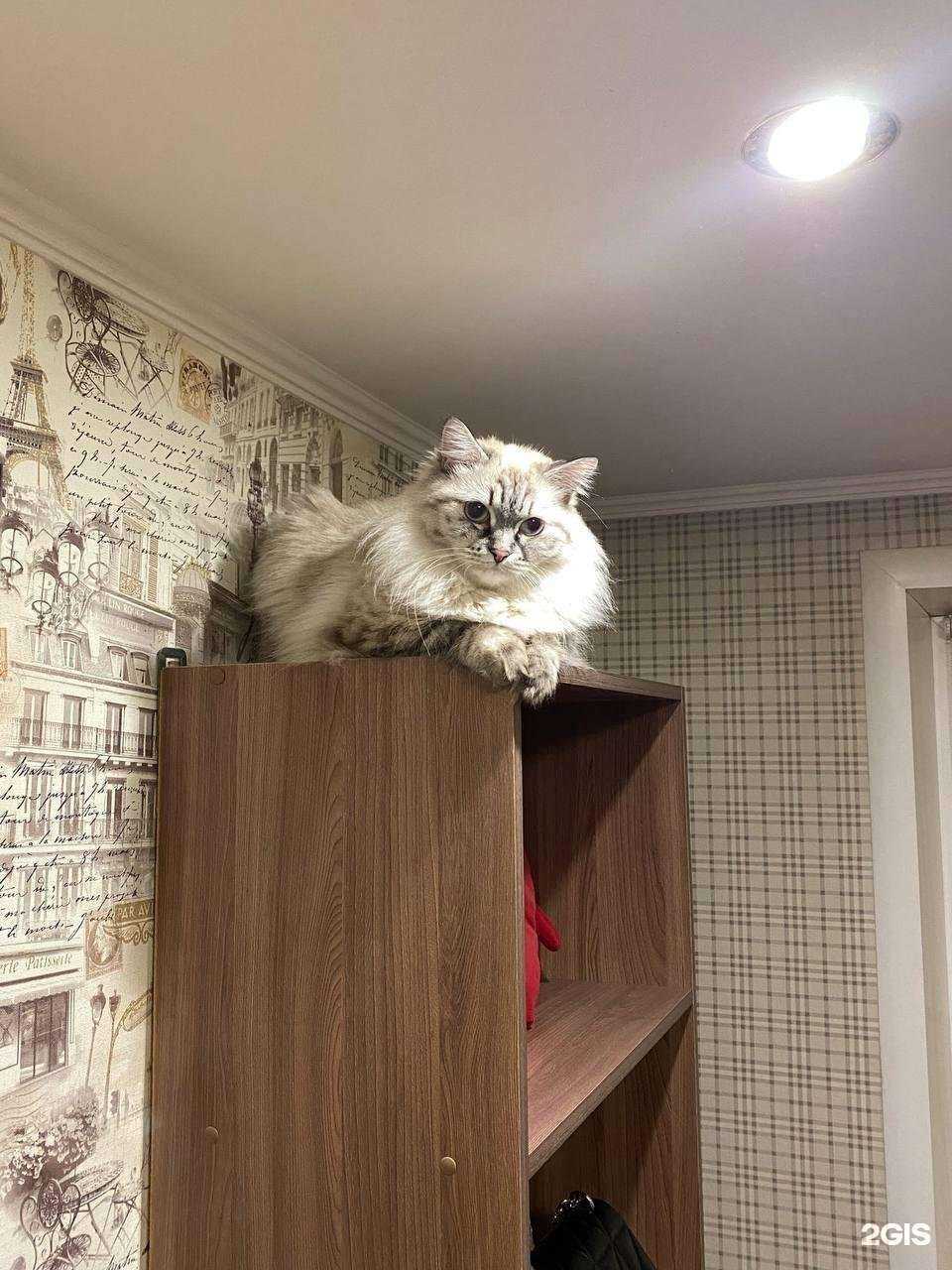 Отзывы на компанию Любимые лапки в г. Черногорск c фото