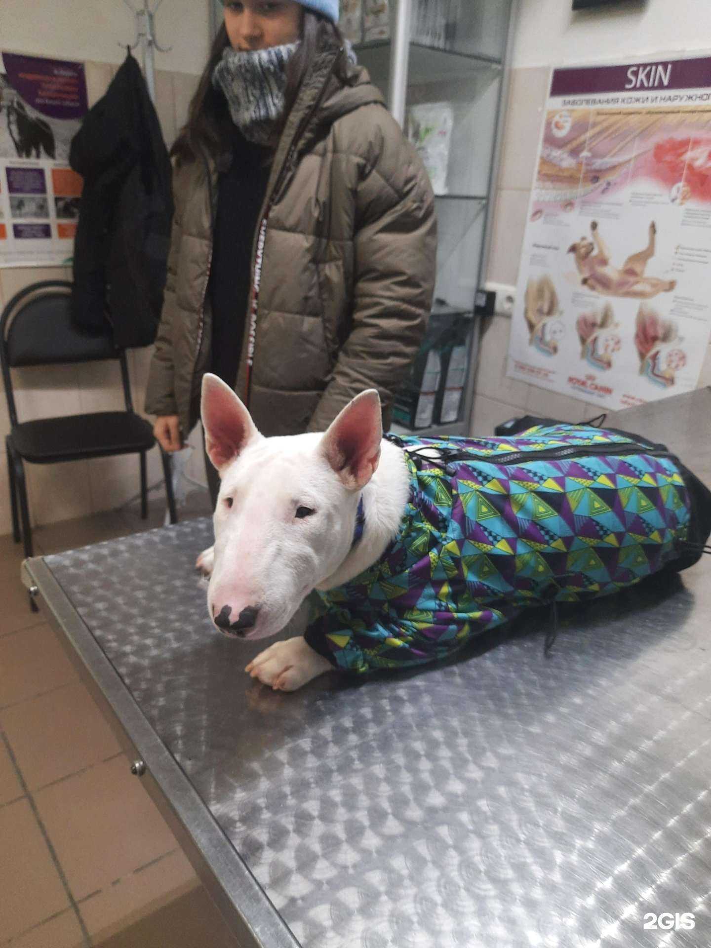 Отзывы на компанию Зооветсервис в Перми c фото