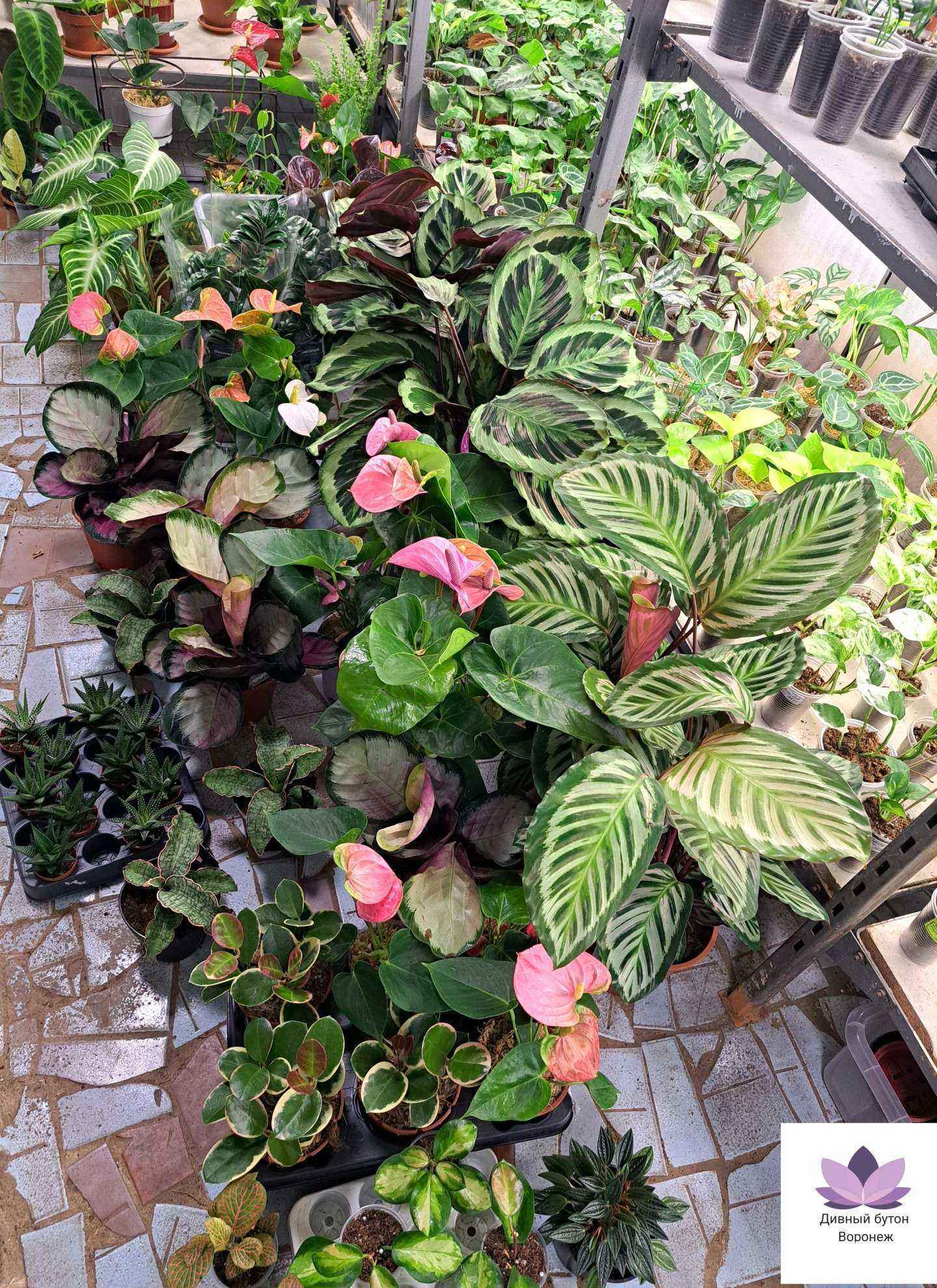 Отзывы на компанию Дивный бутон в Воронеже c фото