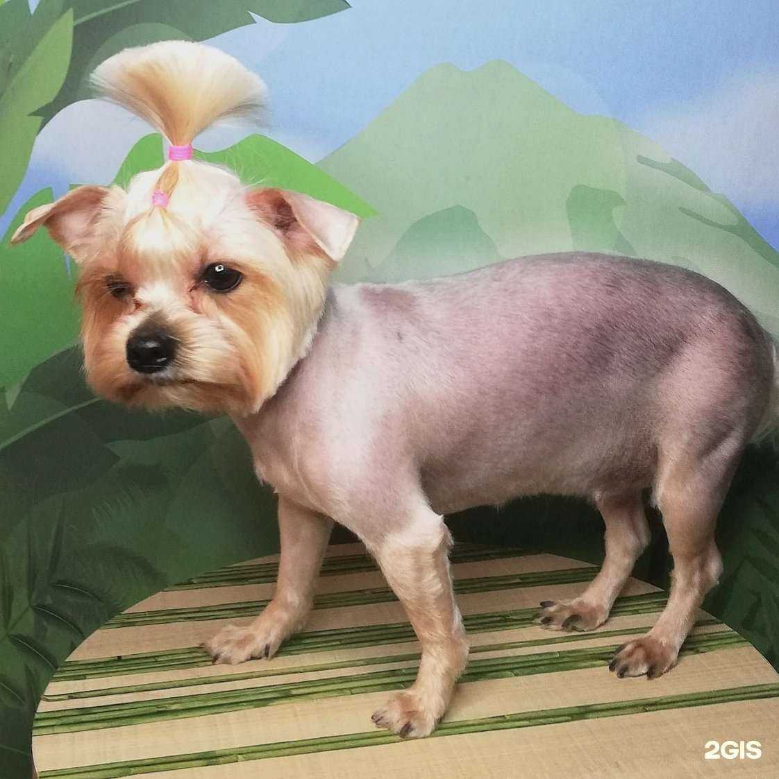 Отзывы на компанию Мои пушистики в Долгопрудном c фото