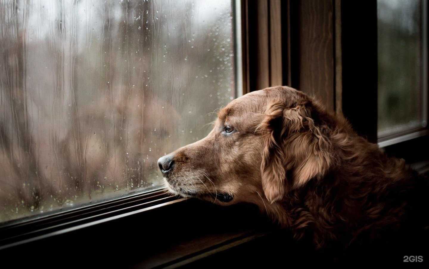 Отзывы на компанию Zoo-memory в Тюмени c фото