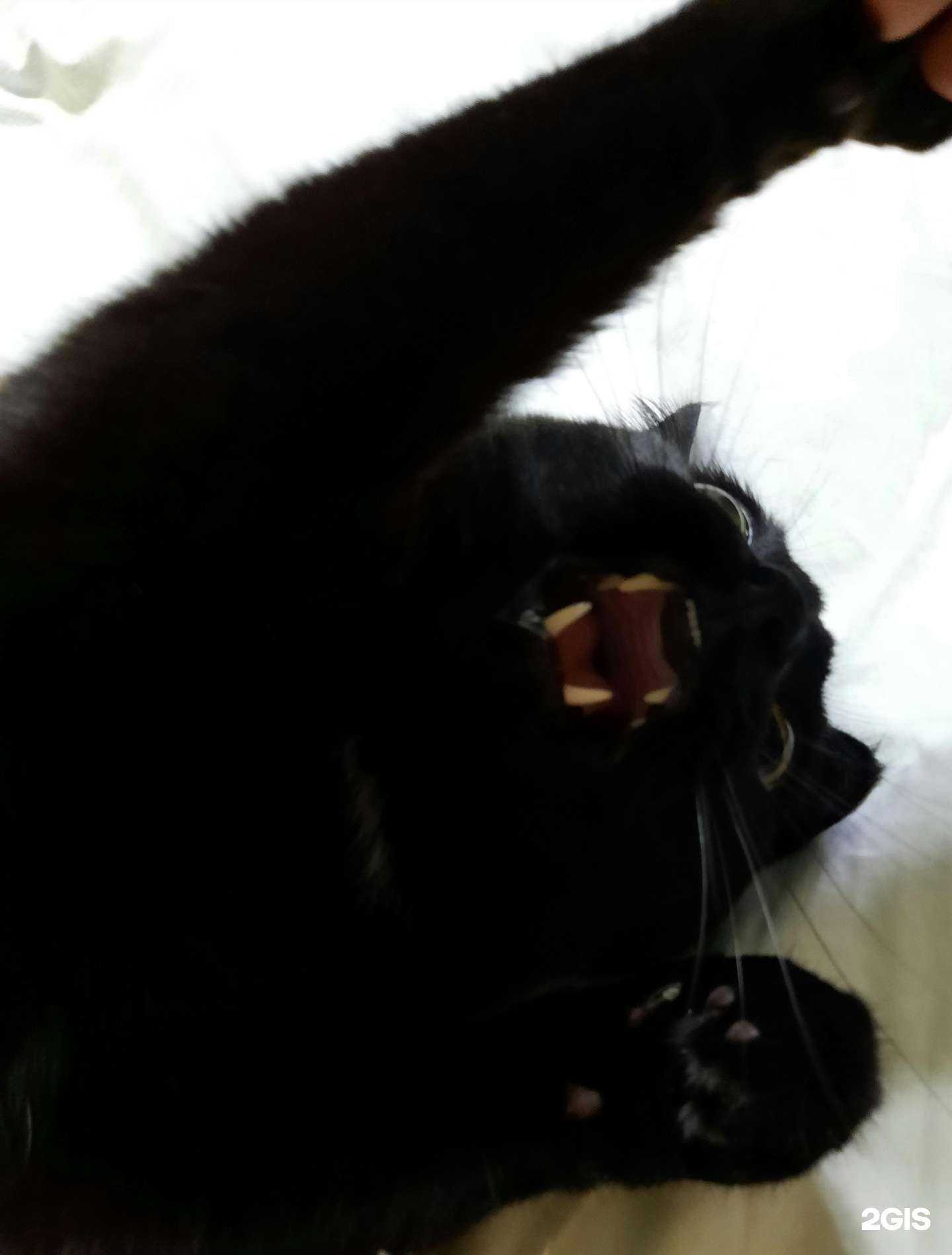 Отзывы на компанию Счастливый слон в г. Саранск c фото