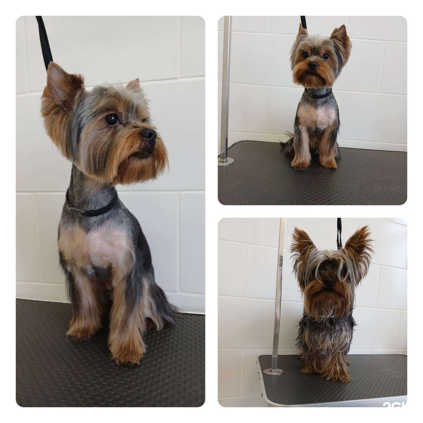 Отзывы на компанию Пушистый хвост в г. Сыктывкар c фото