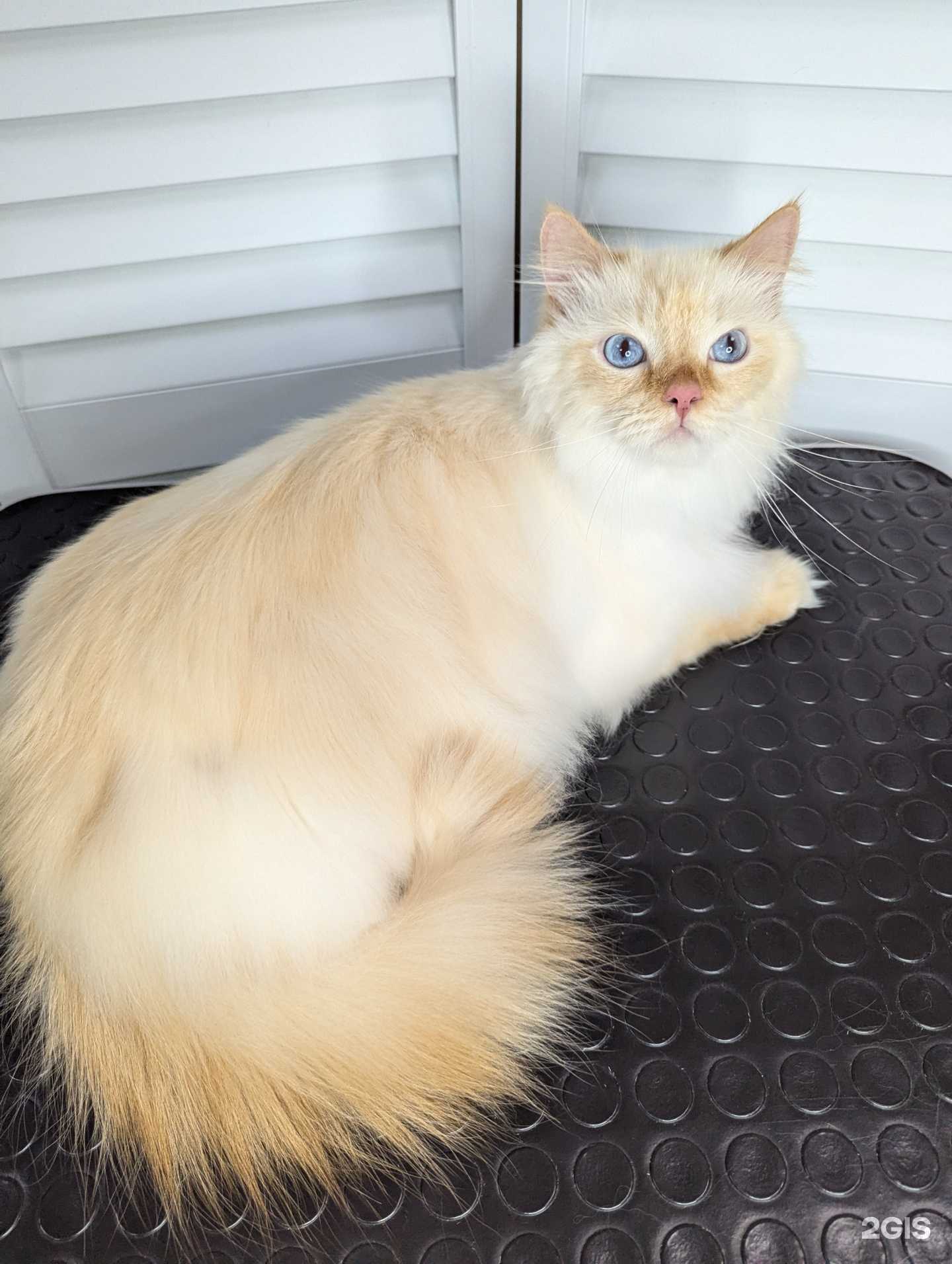 Отзывы на компанию МоллиНика в г. Жигулевск c фото