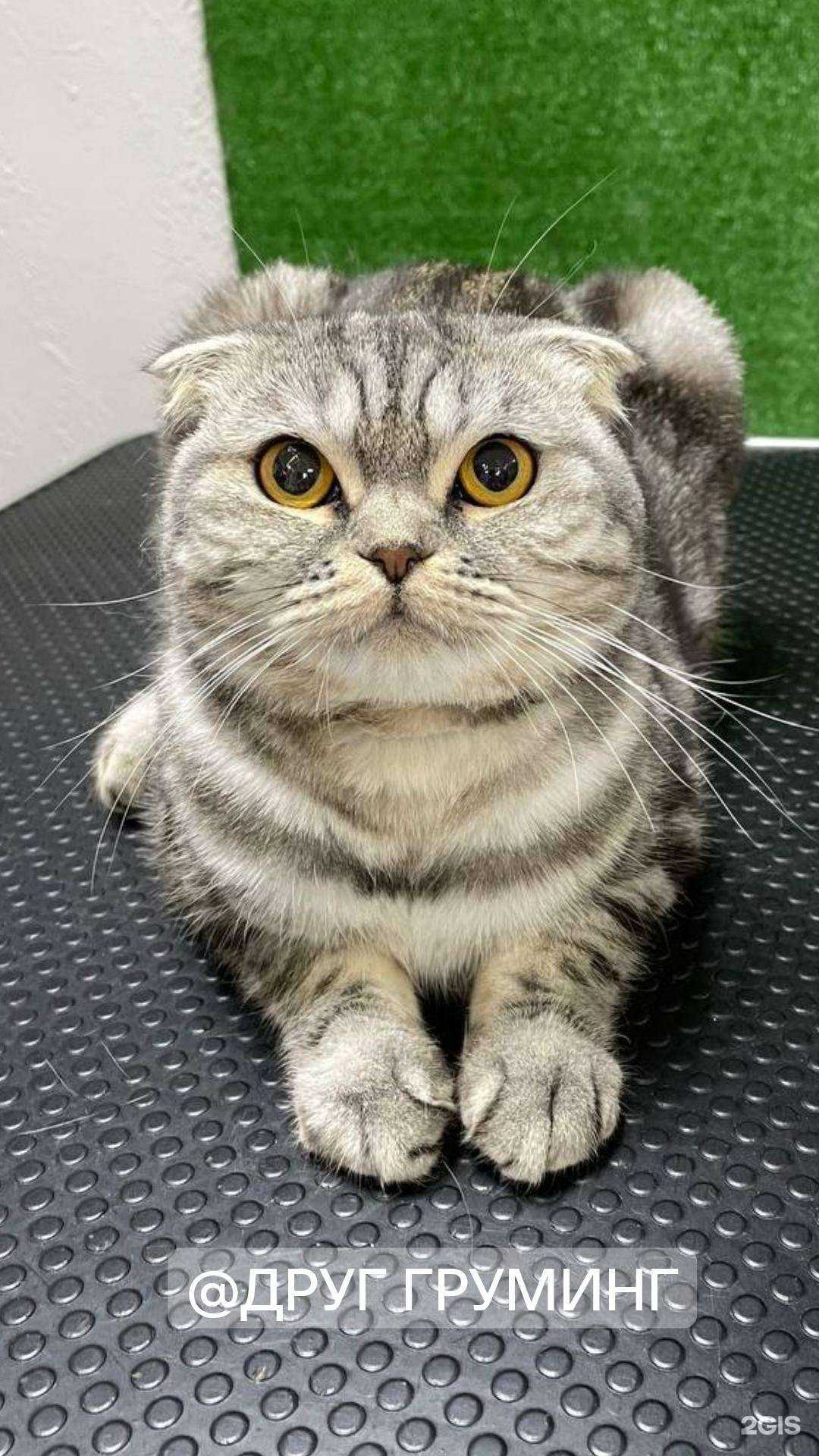 Отзывы на компанию Друг в Тюмени c фото